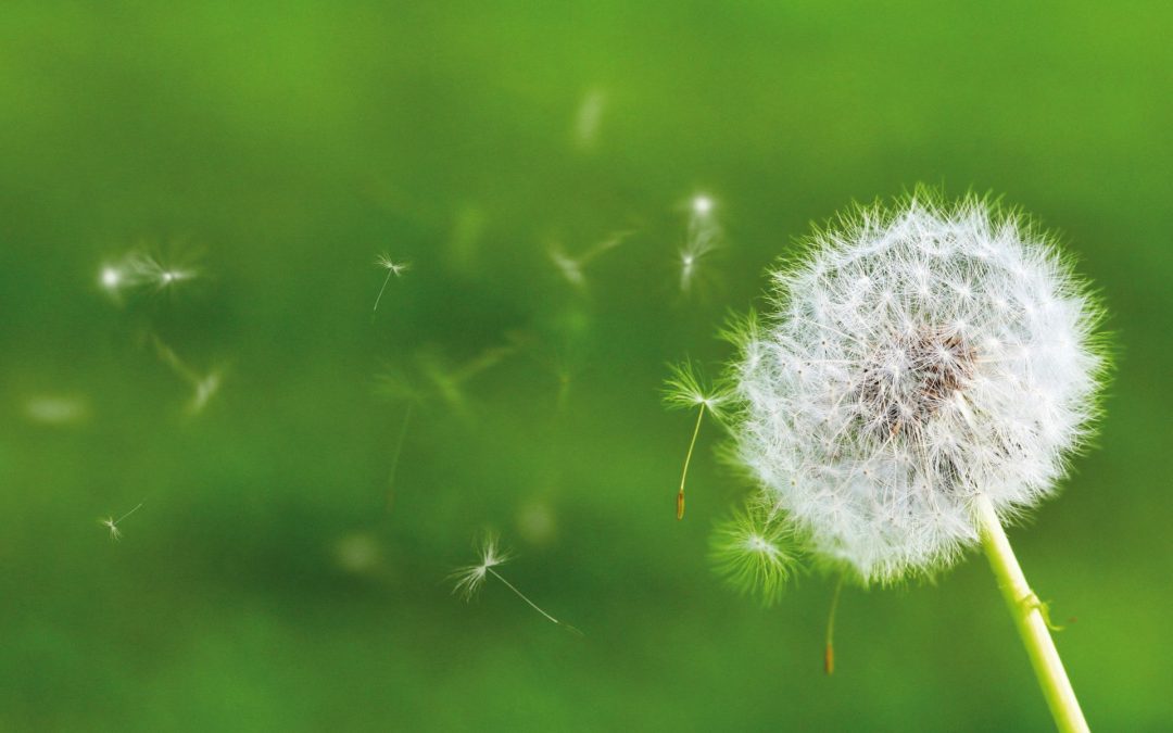 ULTIMA DATA PER VISITE ALLERGOLOGICHE 6 GIUGNO 2024